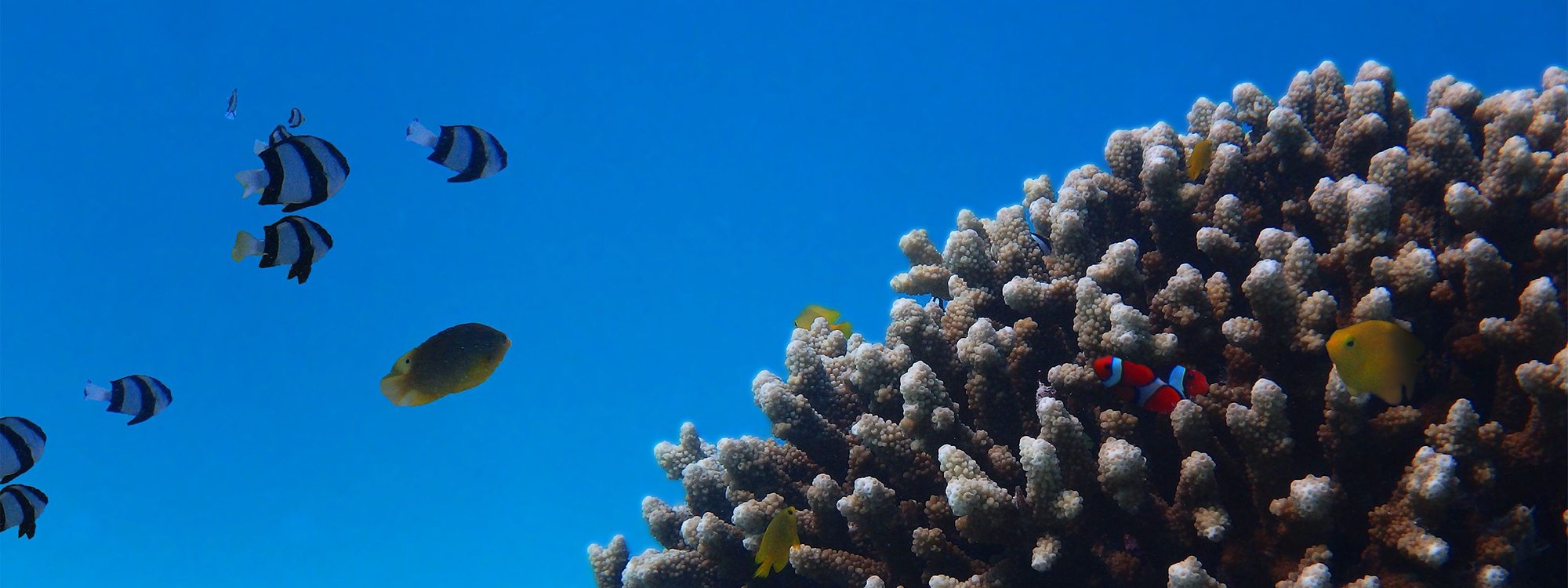 写真:サンゴ礁と熱帯魚
